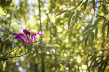 Obraz premium Bauhinia Flower Left Orientation with Bamboo Growing behind