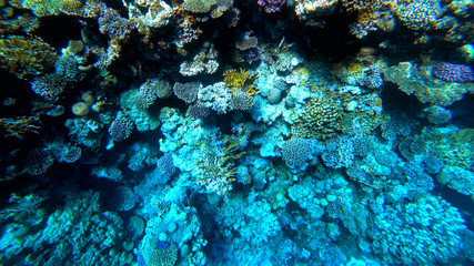 corals on the seabed
