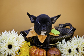 Black French Bulldog Puppy Relaxing in a Basket with Autumn Flowers, Wearing a Pumpkin Collar