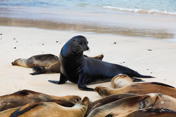 Group of sea lions on the beaches of Galapagos