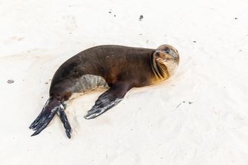 Young sea lion lying in the sand
