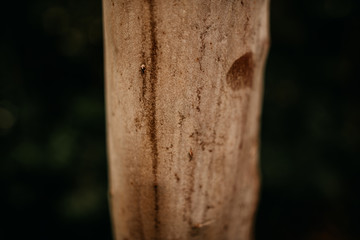 Wood