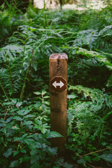 trail sign among ferns
