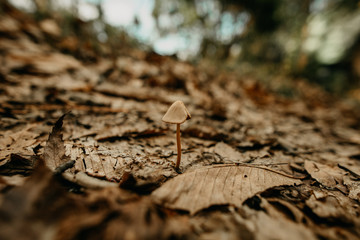 Mushroom