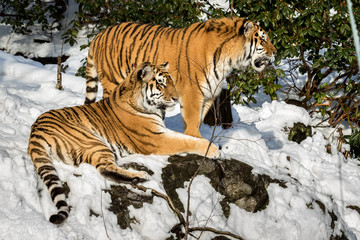 Fototapeta na wymiar Two siberian tiger, Panthera tigris altaica, male and female resting in the snow in the forest. Zoo.