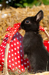 Schwarzes Zwergkaninchen sieht aus einem Korb mit Geschenken