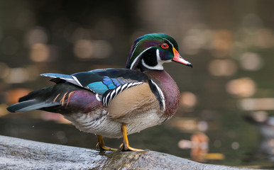 Wood Duck