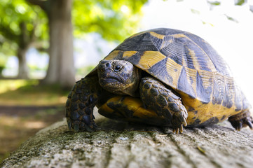 turtle portrait photo, animal tortoise in park