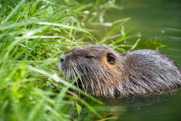 Adult beaver eating a plant. Beaver in a lake. Beaver in water in the evening.