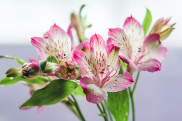 a beautiful bouquet of flowers Alstroemeria
