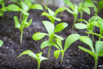 Young plant. The first germination of the seed.