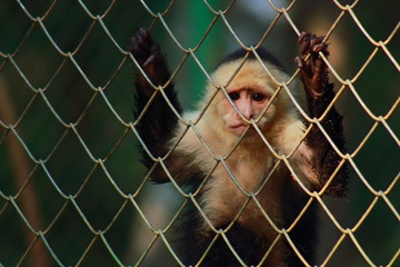 Trauriger Affe
