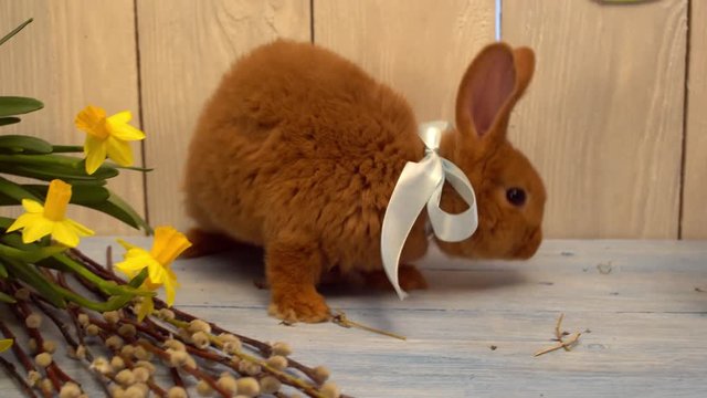 Fluffy rabbit easter celebration traditional symbol concept smeling bunch of tulips
