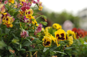 日本の街で見かける植物