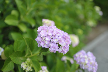 日本の街で見かける植物