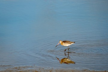 Black tailed godwit wading bird Cornwall England 
