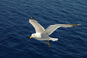 Bird in flight. White seagull flying over the blue sea.