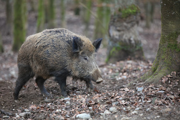 Naklejka na ściany i meble Wild Boar (Sus Scrofa) in the Forest. Germany