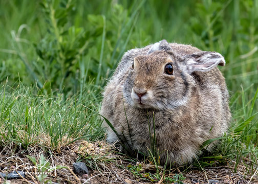 Cottontail Face to Face