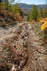 Macadam road through the forest. Forrest path or mountain road