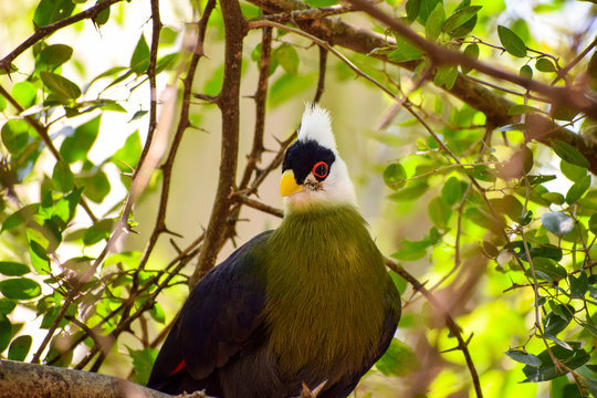 curious white-crested turaco, Tauraco leucolophus, in the forest