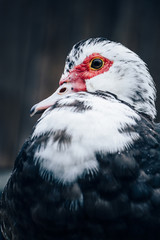Close up view of a black domestic Muscovy Duck (Cairina Moschata) showing caruncles, eye and bill....
