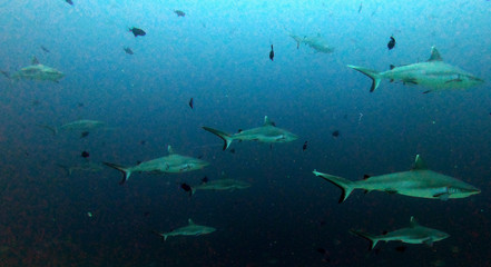 Fototapeta na wymiar Close up of white tip reef shark from the tropical Maldives