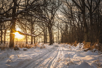 Naklejka premium A snowmobile trail travels through oak trees and woods at sunset with a starburst against a tree trunk on a winter evening with snow on the ground.
