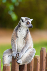Portrait of Ring-tailed Lemur, native to Madagascar, with long, black and white ringed tail.