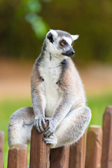 Portrait of Ring-tailed Lemur, native to Madagascar, with long, black and white ringed tail.