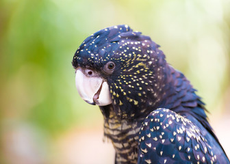 Naklejka premium Portret Red-tailed Black Cockatoo, australijski ptak rodzimy