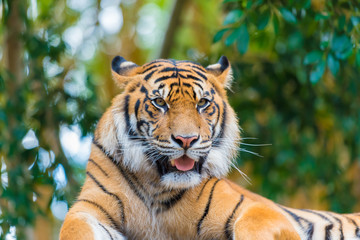 Portrait of Sumatran tiger over forest background with bokeh