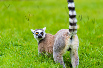 Naklejka na ściany i meble Portrait of Ring-tailed Lemur, native to Madagascar, with long, black and white ringed tail.