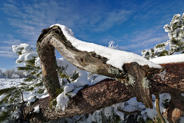 Snow-covered crooked pine tree in front of a blue sky