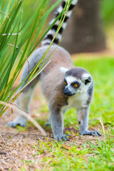 Portrait of Ring-tailed Lemur, native to Madagascar, with long, black and white ringed tail.