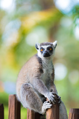 Portrait of Ring-tailed Lemur, native to Madagascar, with long, black and white ringed tail.