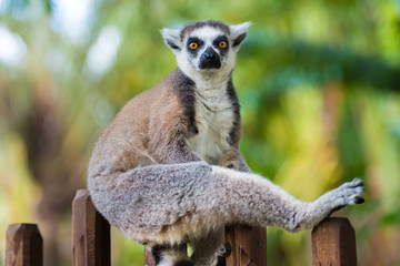 Portrait of Ring-tailed Lemur, native to Madagascar, with long, black and white ringed tail.