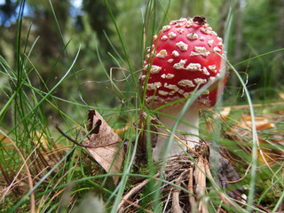 Grzyb muchomor czerwony Amanita muscaria © Iwona