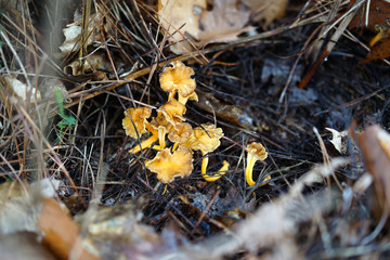 Chanterelles en tubes en forêt