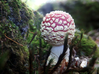 Grzyb muchomor czerwony Amanita muscaria © Iwona