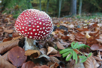Grzyb muchomor czerwony Amanita muscaria