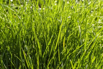 A closeup of lush green grass with droplets of water
