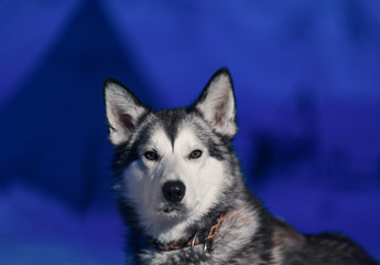 Fototapeta premium husky dog sitting close-up of white light eyes against the background of a polar winter night on Spitsbergen Svalbard Longyearbyen