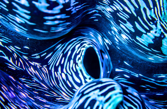 Beautiful Blue Abstract Close-up Of Giant Clam Siphon