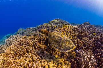 Turtle Swimming over Reef
