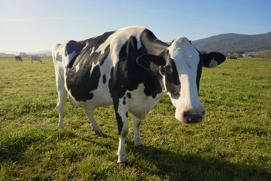 Vaca mirando a c&aacute;mara en un pasto verde norte de Espa&ntilde;a, Europa