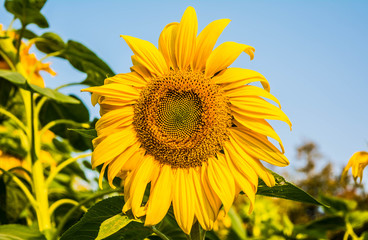 Fototapeta premium Sharp Sunflower