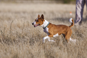 Training Coursing. Basenji dog track runs across the field. Light and sunset