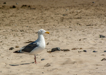 Seagull walking on the beach