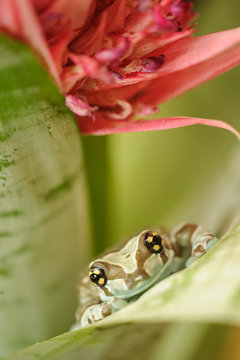 Mission golden-eyed tree frog on flower